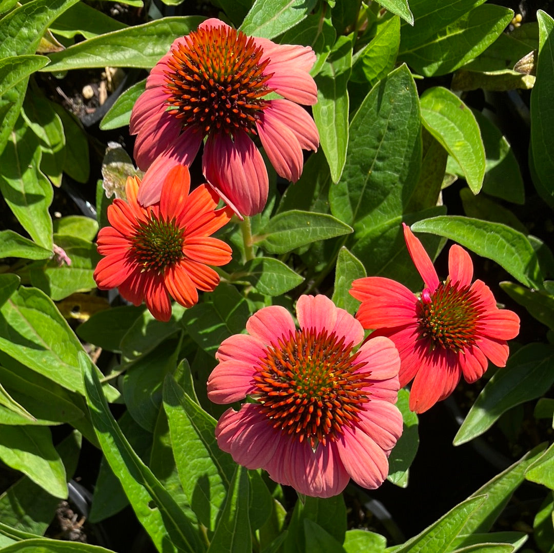 Sombrero® Hot Coral Echinacea