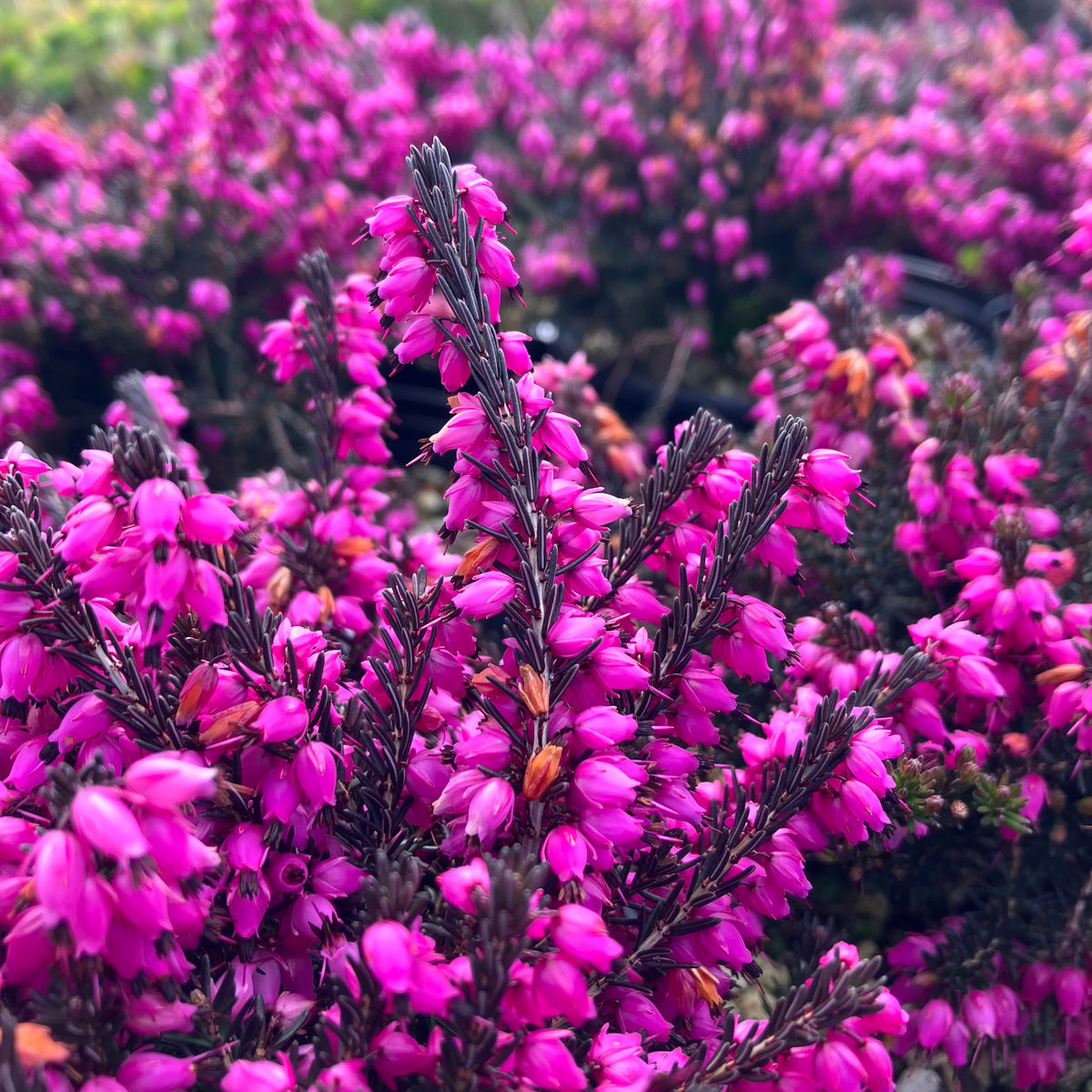 Winter Heath ‘Tanja’