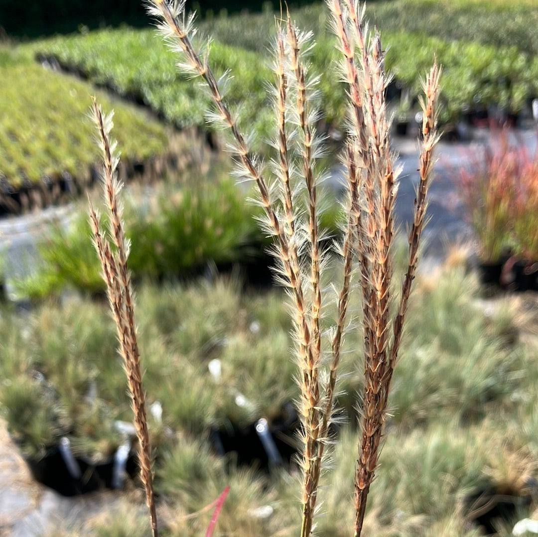 Dwarf Maiden Grass ‘Little Miss’