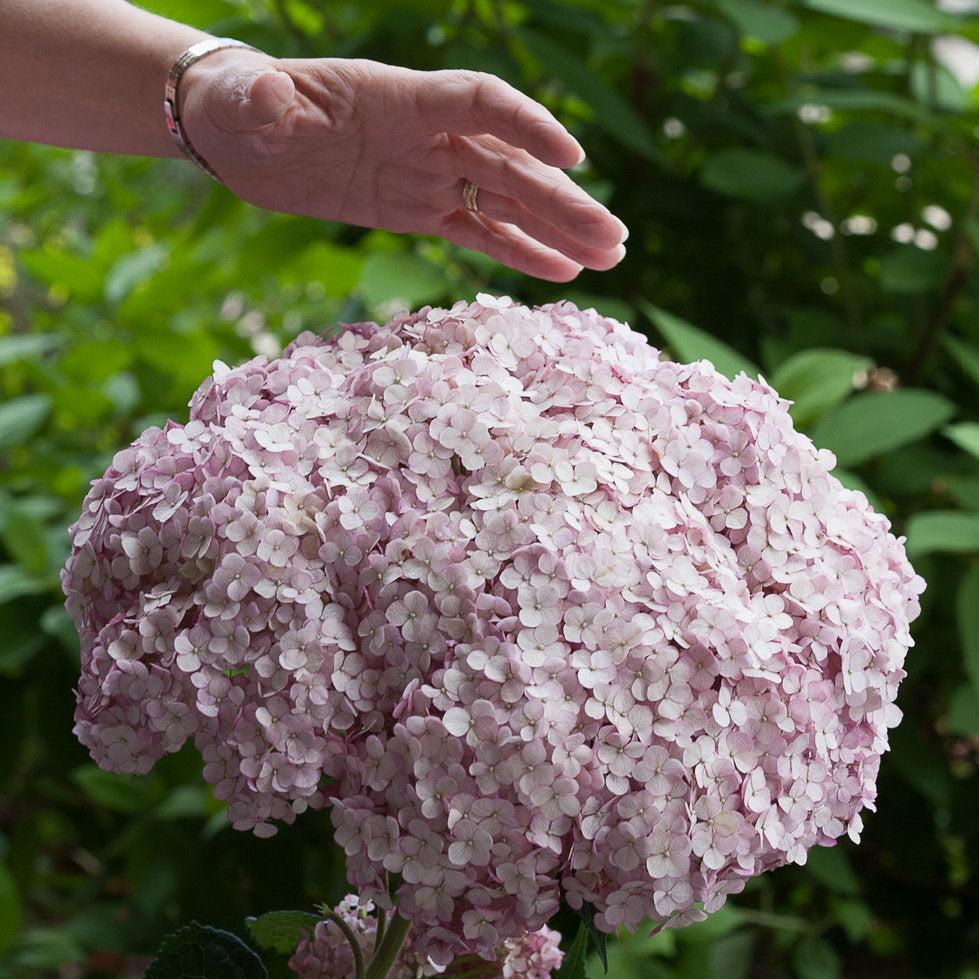 Incrediball® Blush Smooth Hydrangea