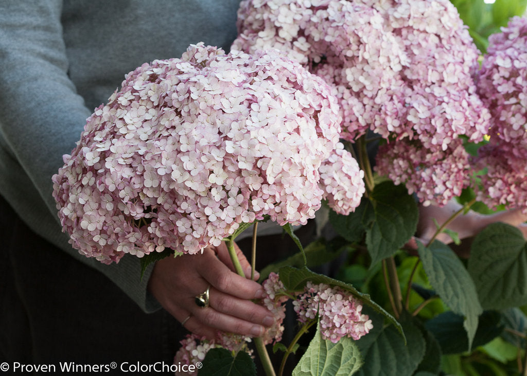 Incrediball® Blush Smooth Hydrangea