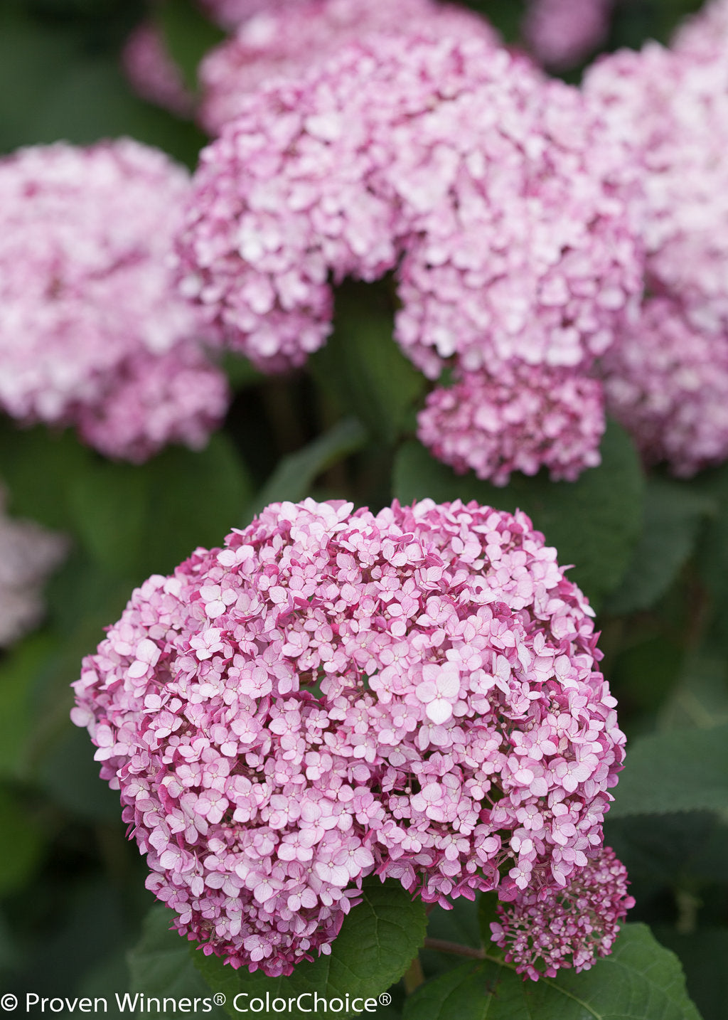 Incrediball® Blush Smooth Hydrangea