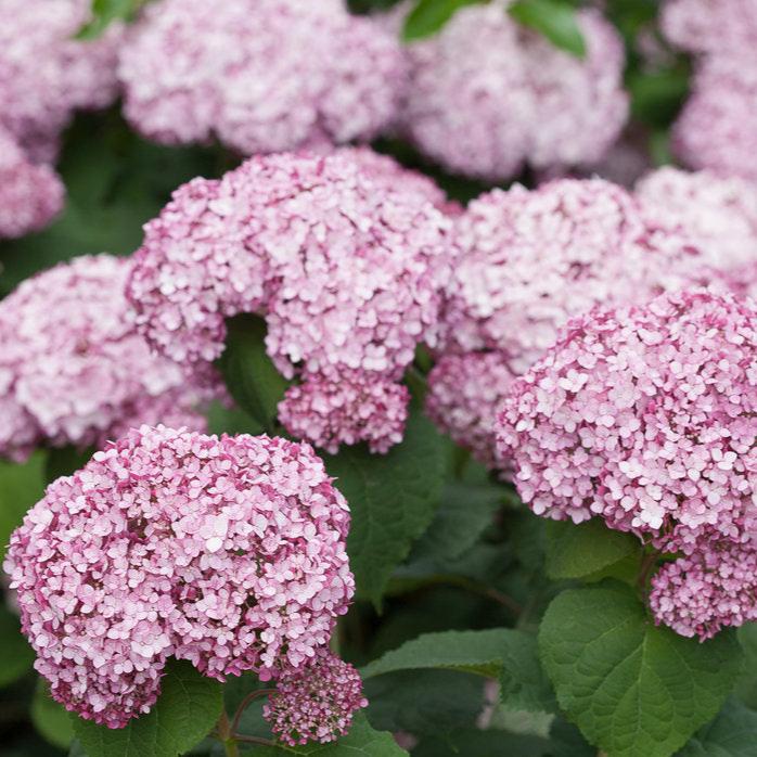 Incrediball® Blush Smooth Hydrangea