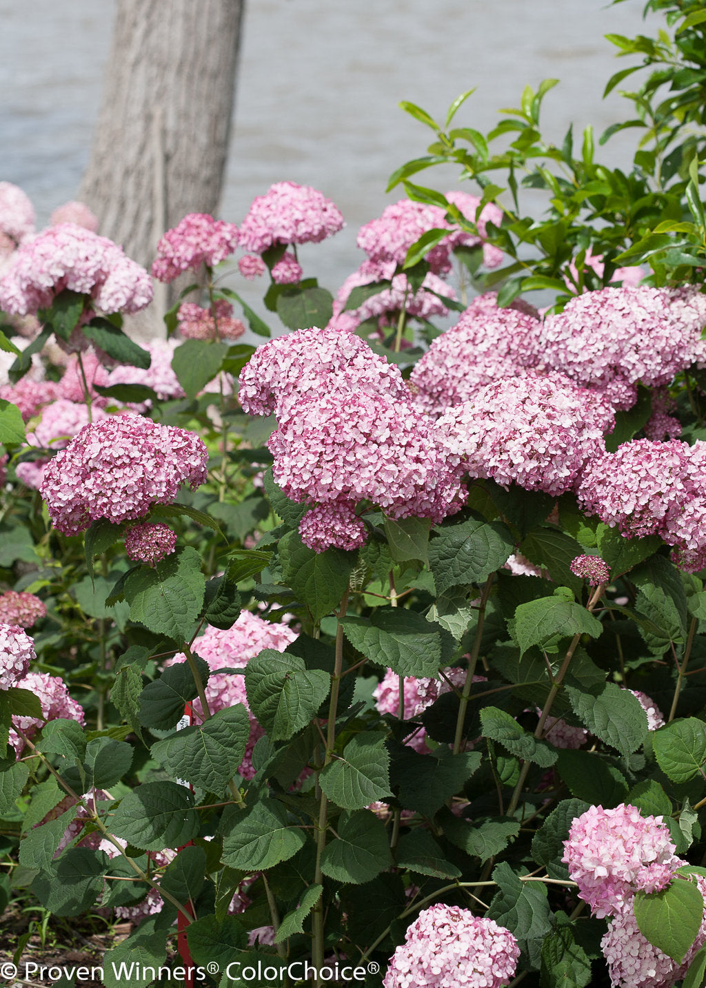 Incrediball® Blush Smooth Hydrangea