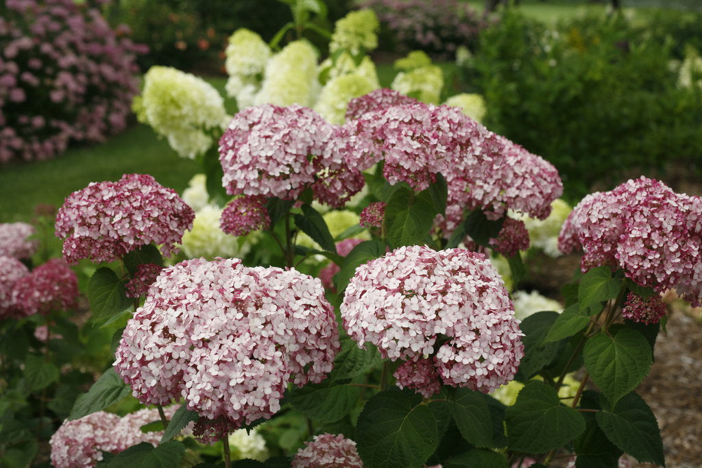 Incrediball® Blush Smooth Hydrangea