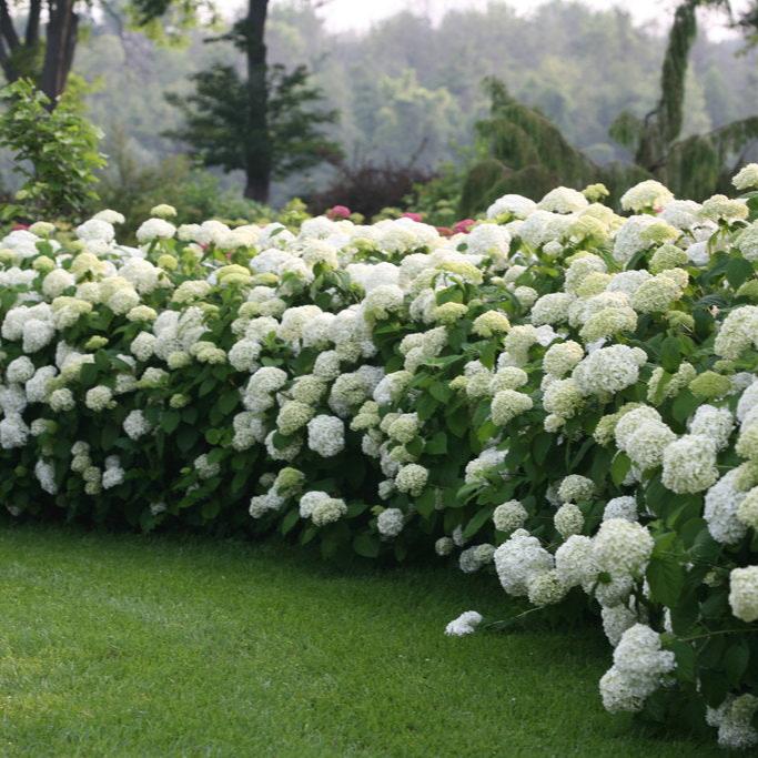 Incrediball® Smooth Hydrangea