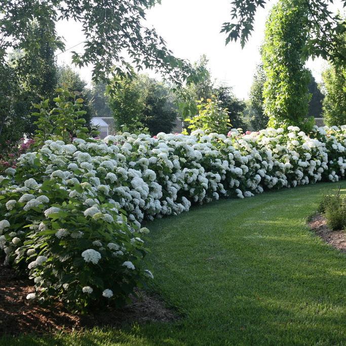 Incrediball® Smooth Hydrangea