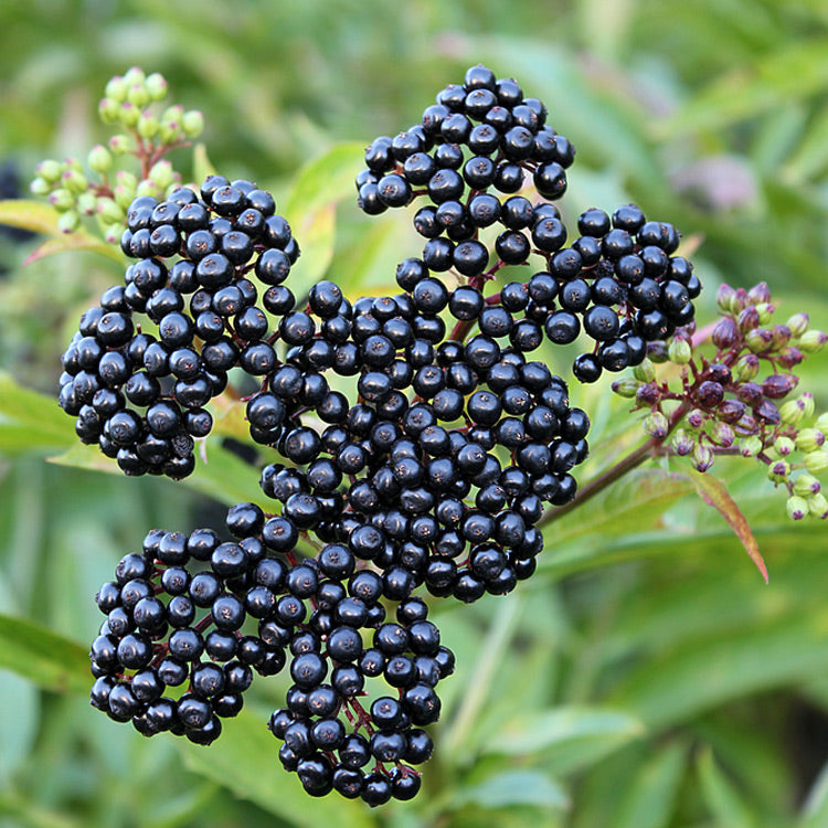 John’s Elderberry