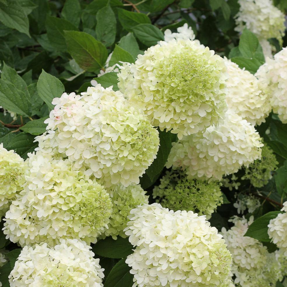 &#39;Limelight&#39; Panicle Hydrangea