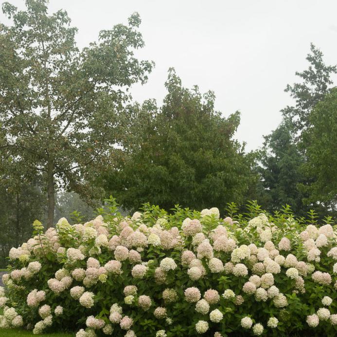 'Limelight' Panicle Hydrangea