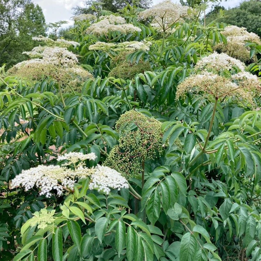 Adam’s Elderberry