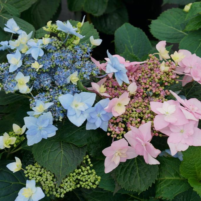 Tuff Stuff Ah-Ha® Hydrangea