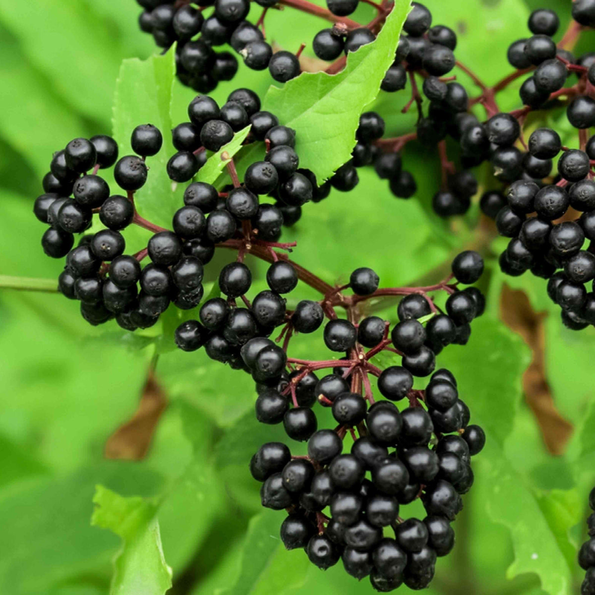 Adam’s Elderberry