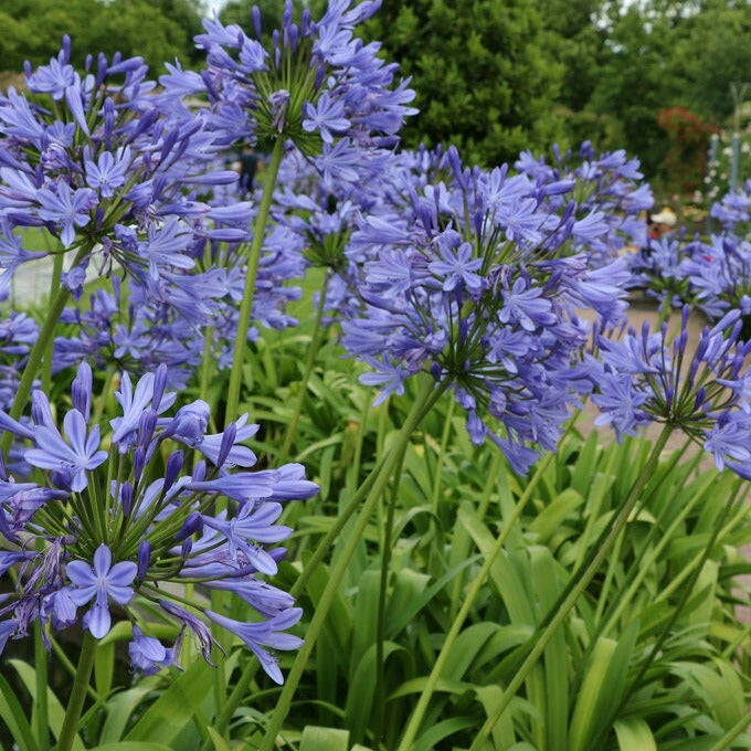 African Blue Lily