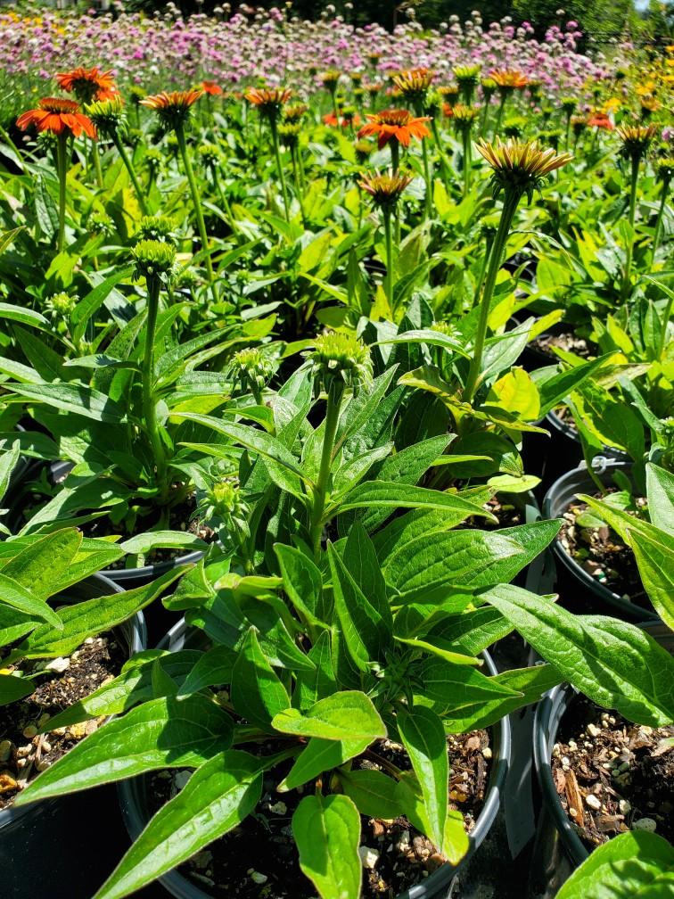 Sombrero® Hot Coral Echinacea - The Greenhouse