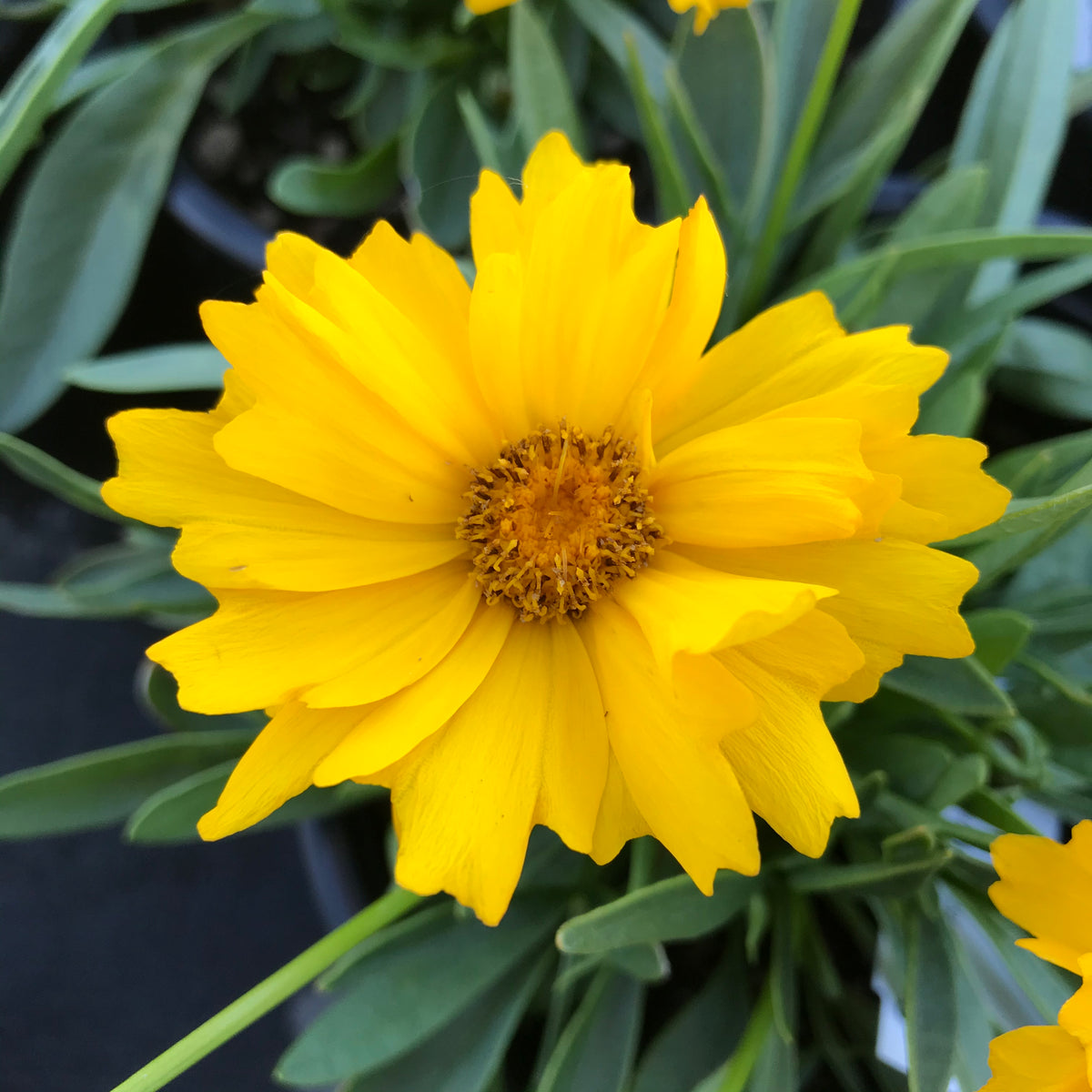 Coreopsis Presto