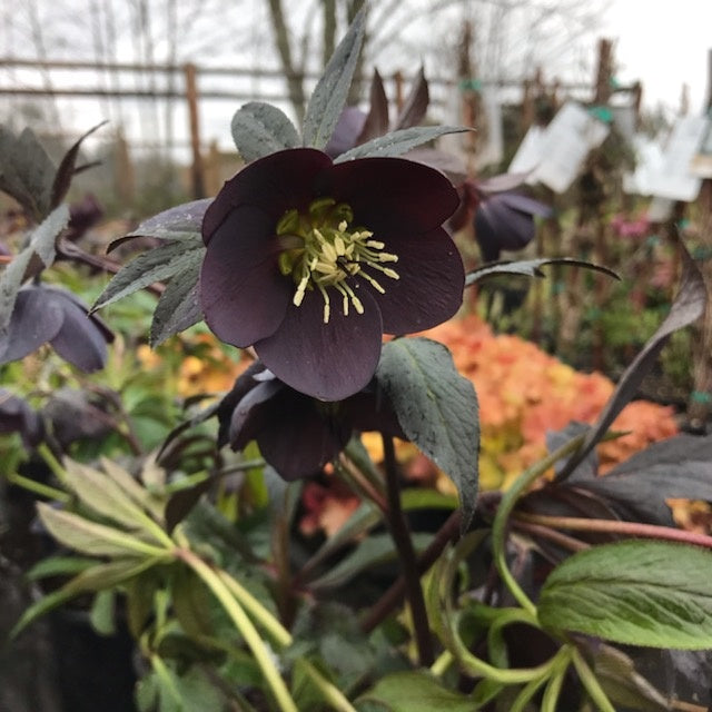 Helleborus Honeymoon® &#39;New York Night&#39;