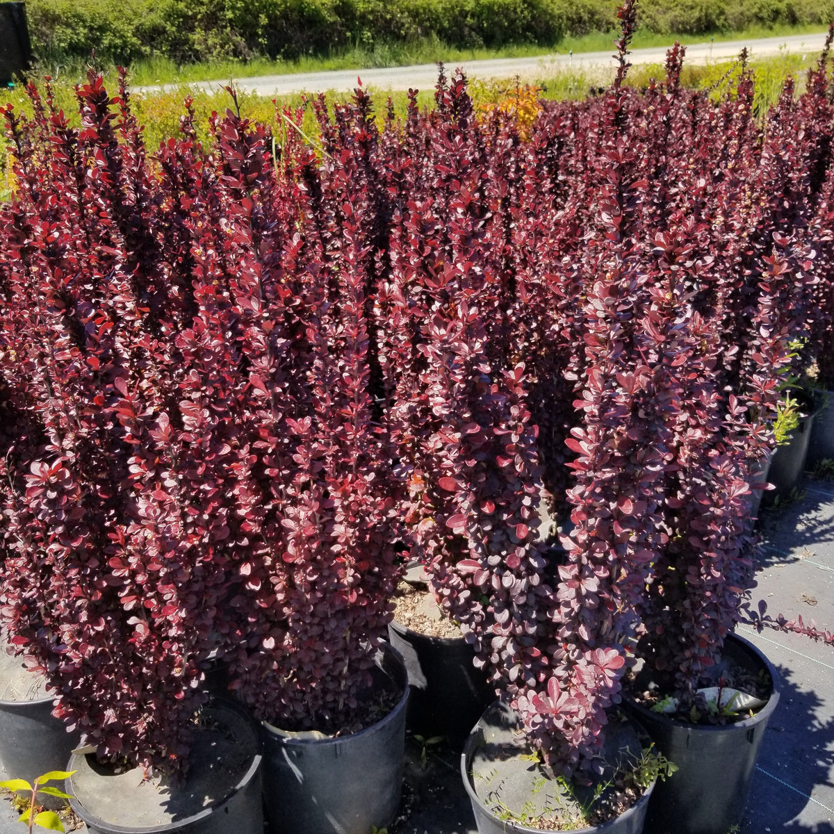 Helmond Pillar Barberry