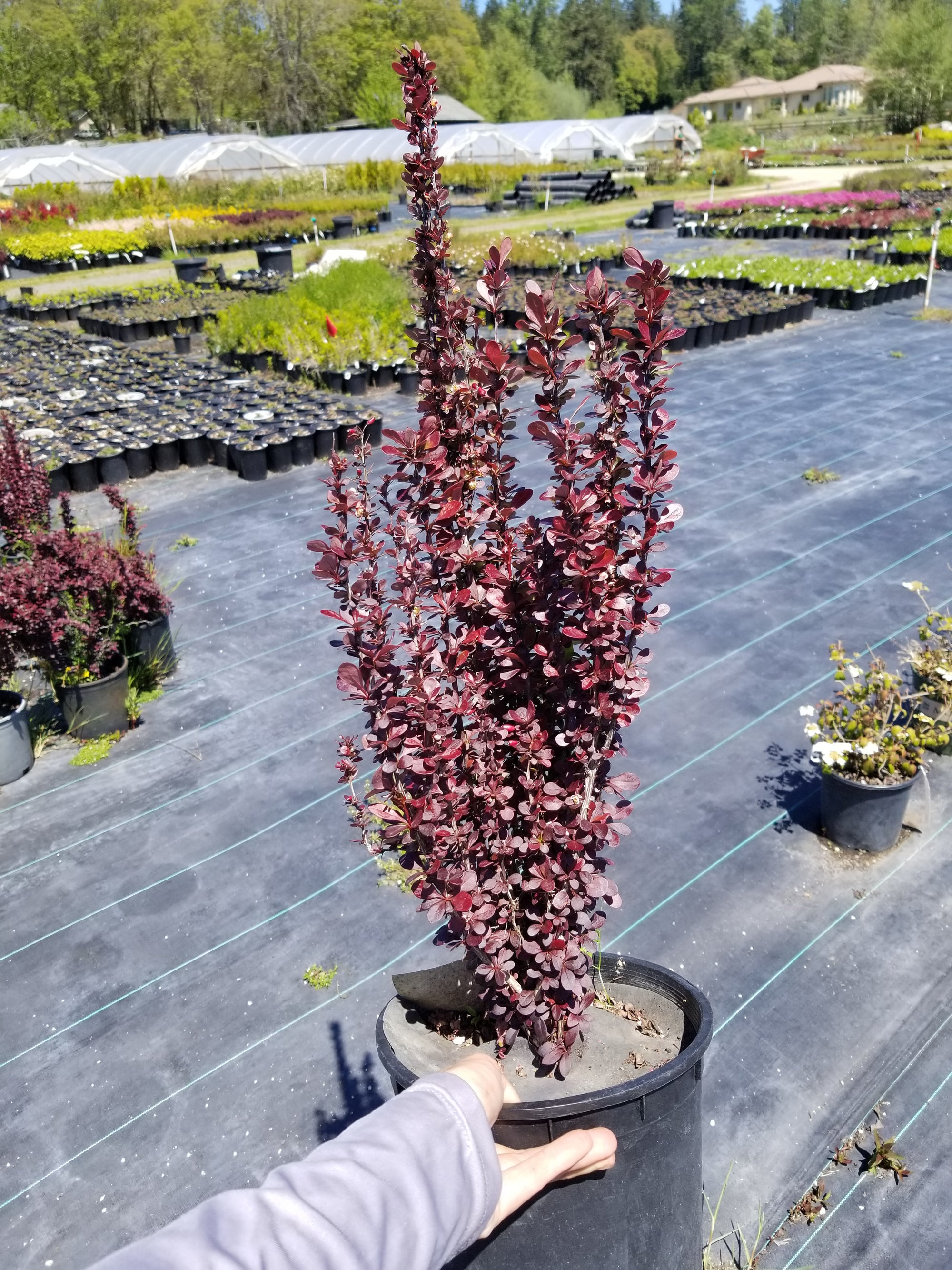 Helmond Pillar Barberry