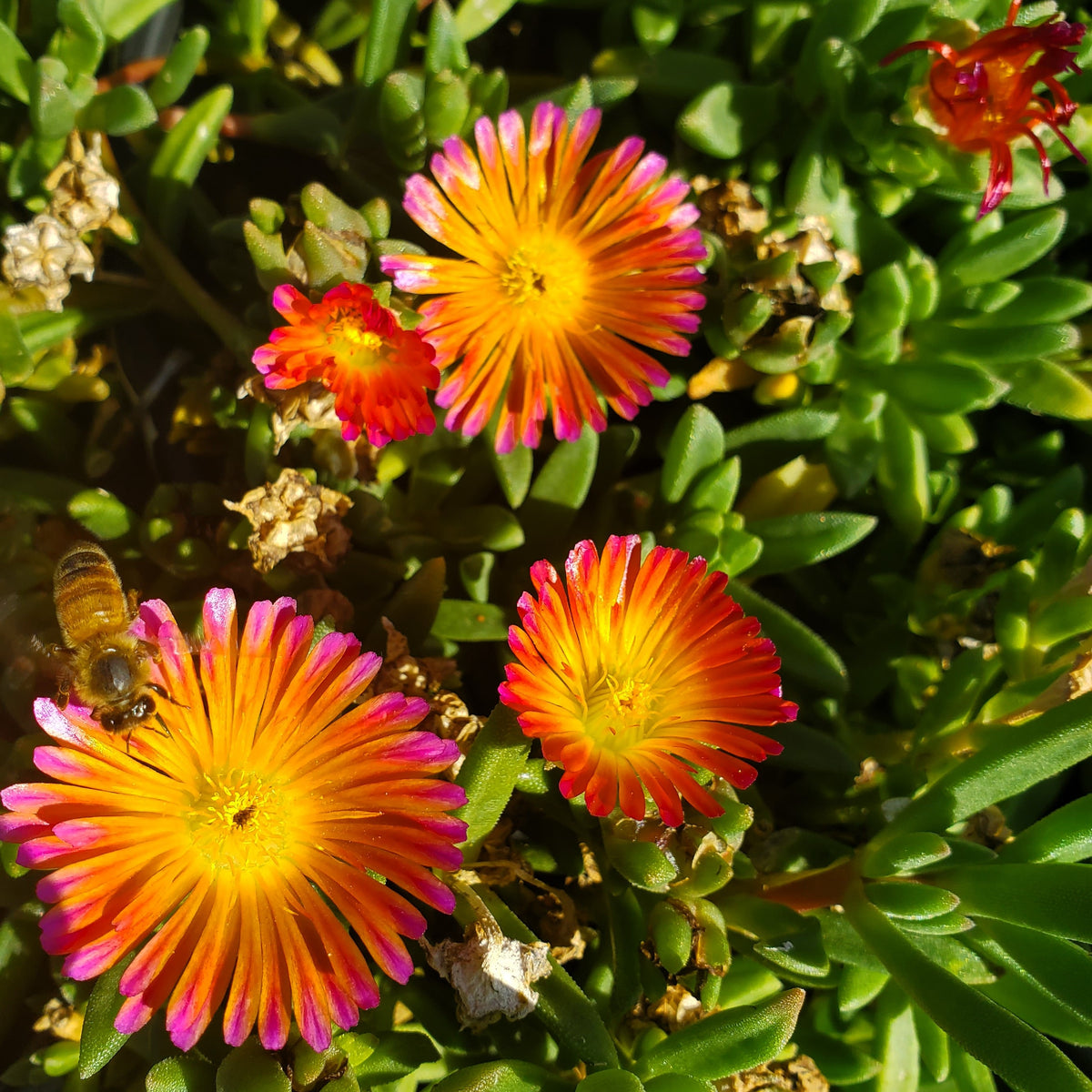 Ocean sunset ice plant