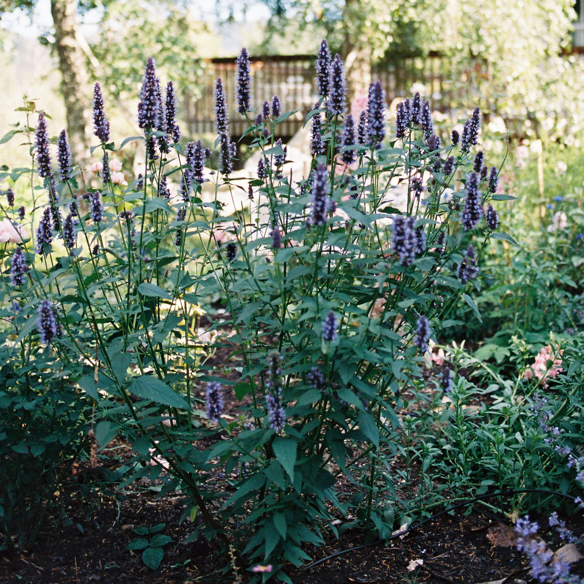 Giant Hyssop &#39;Black Adder&#39;