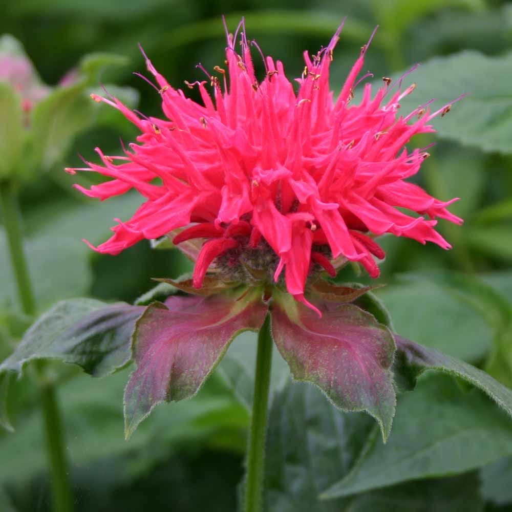 Monarda Pink Supreme Bee Balm