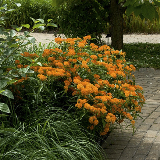 Butterfly Milkweed