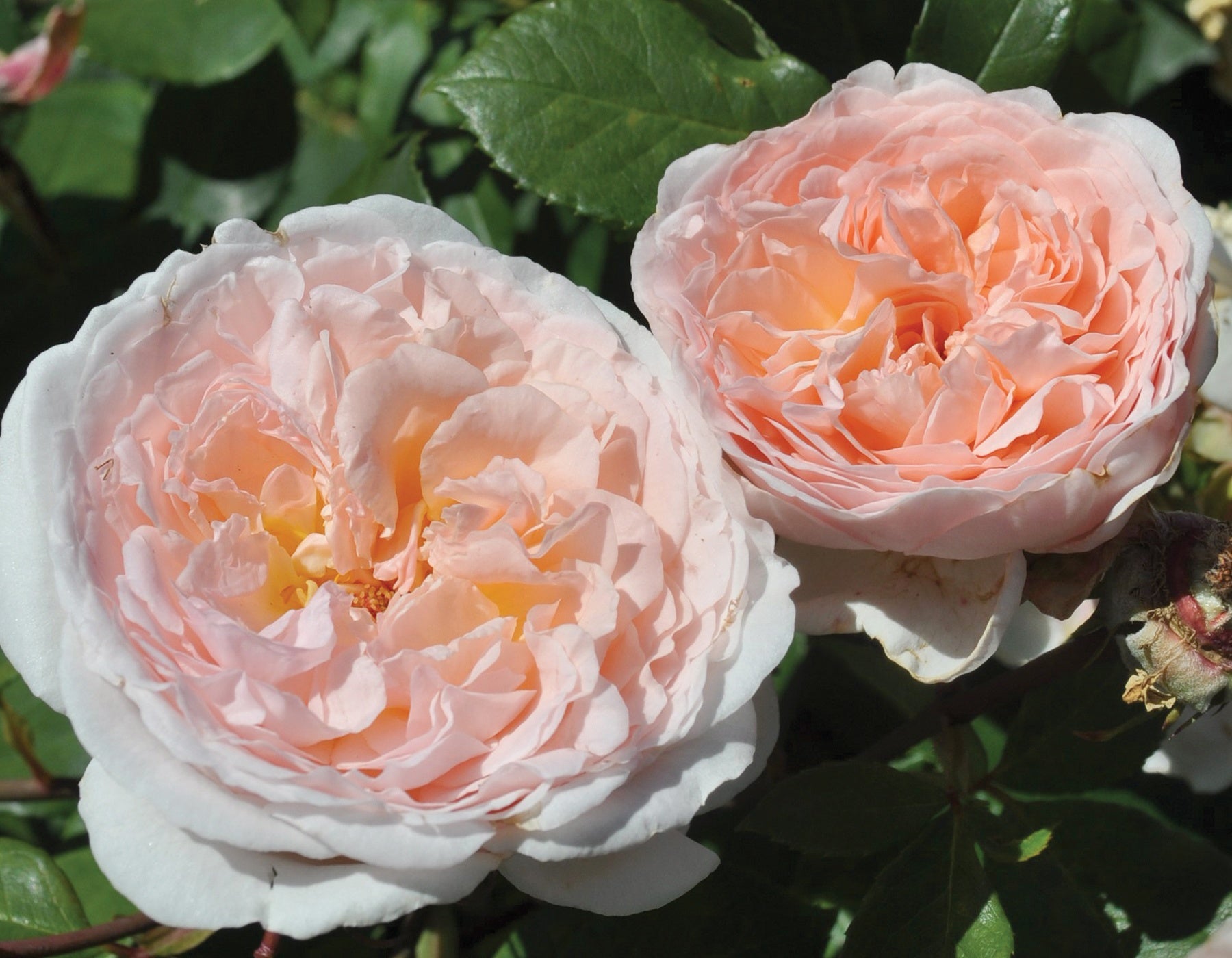 Parfuma® Bliss Rose