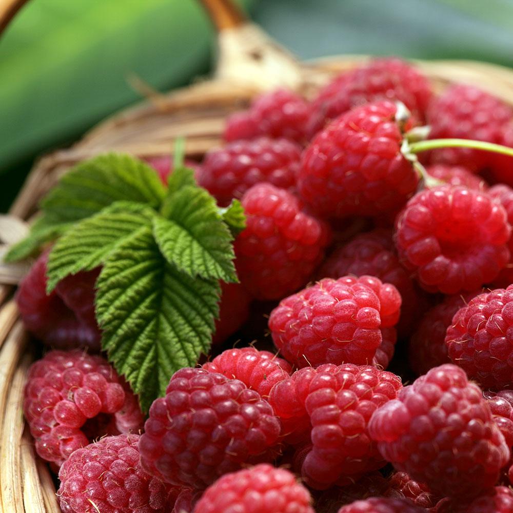 Heritage Raspberry