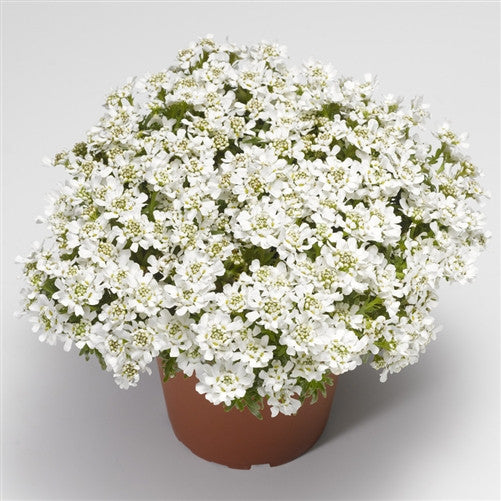 Candytuft 'Snow Surfer'