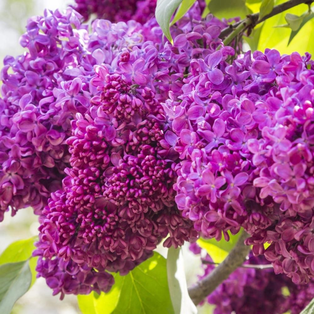 ‘Charles Joly’ Lilac