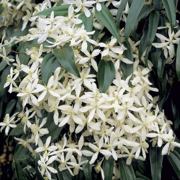 Clematis ‘Snowdrift’ - The Greenhouse