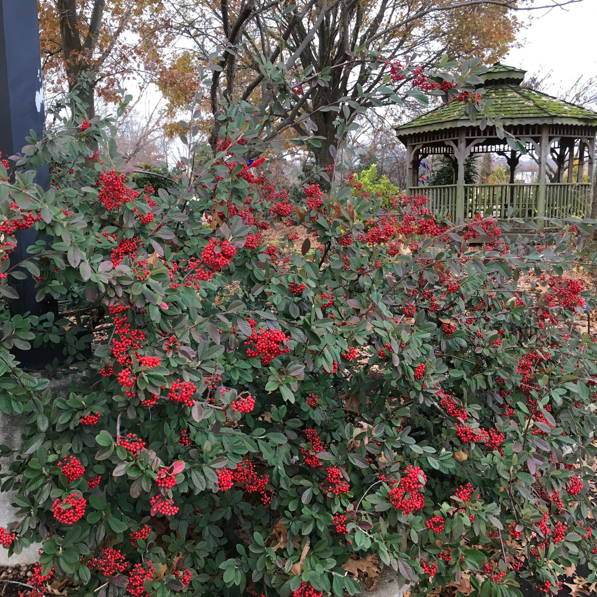 Cotoneaster Parneyi