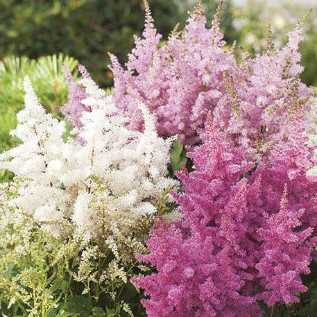 Astilbe Grande Mix