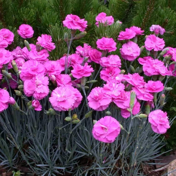 Dianthus Scent First® Tickled Pink for Sale Online - The Greenhouse