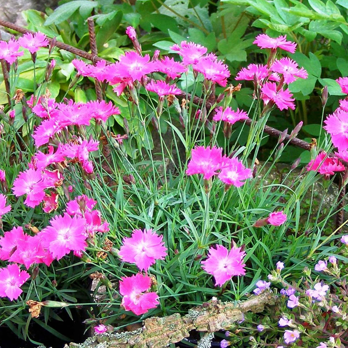 Dianthus Beauties® Kahori® Pink