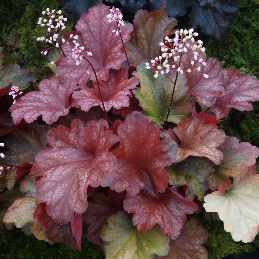 Heuchera ‘Rio’