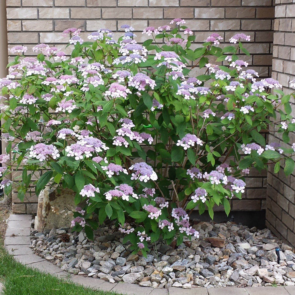 Bluebird Lacecap Hydrangea