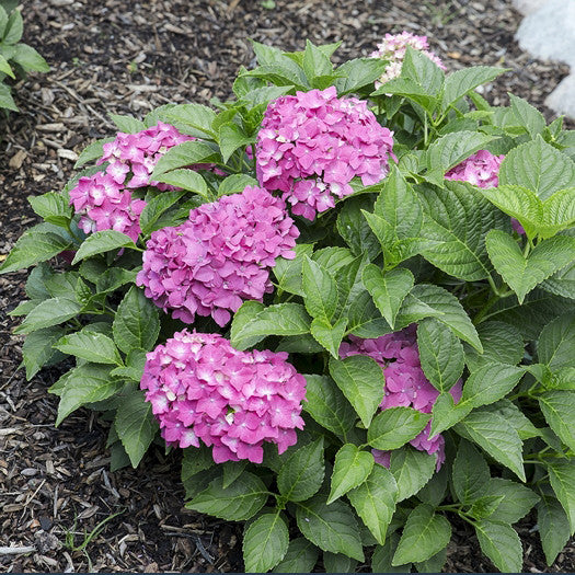 Pink Elf French Hydrangea