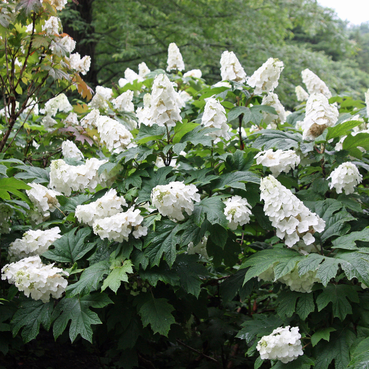 Hydrangea Snow Queen