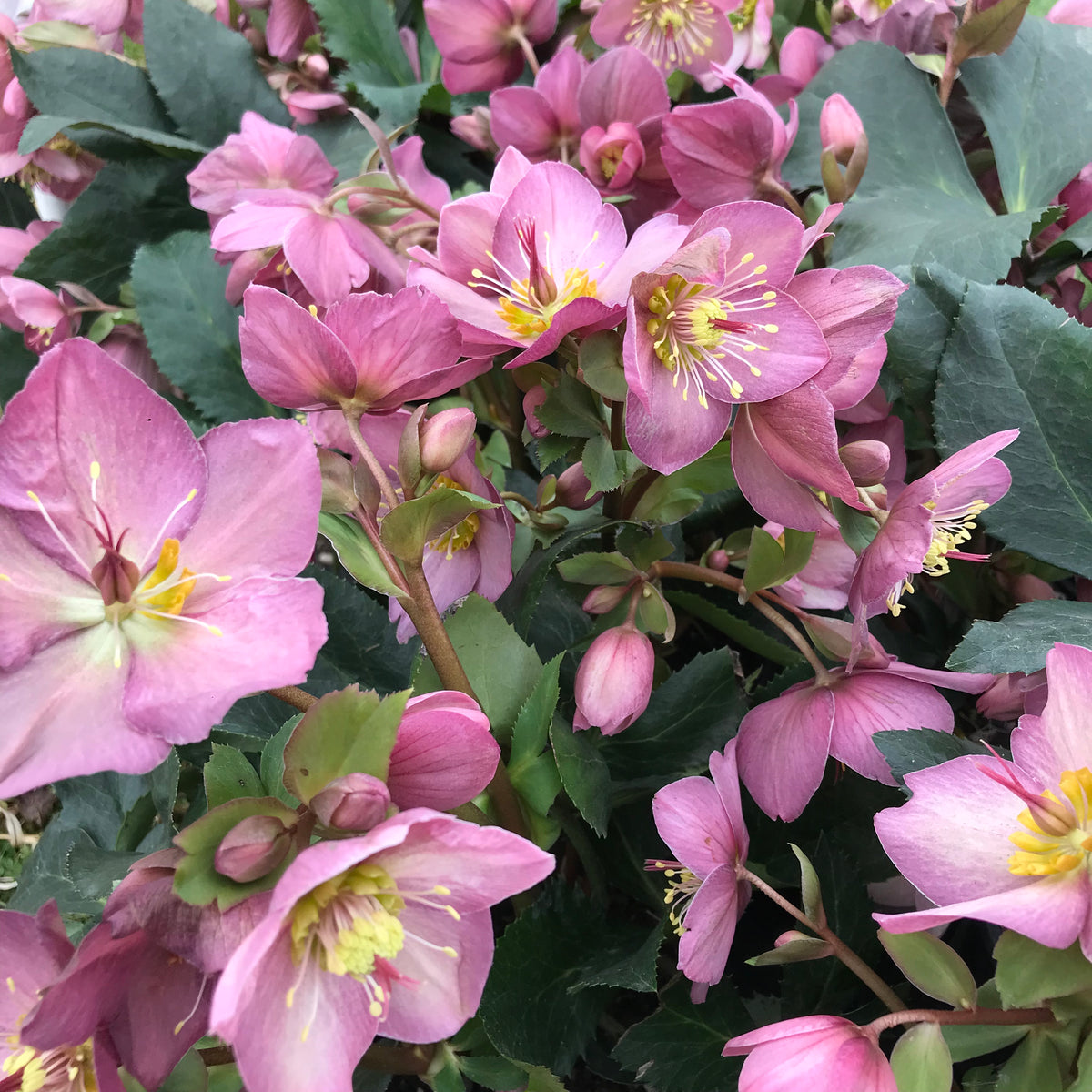 Ice N&#39; Roses® Rose Hellebore