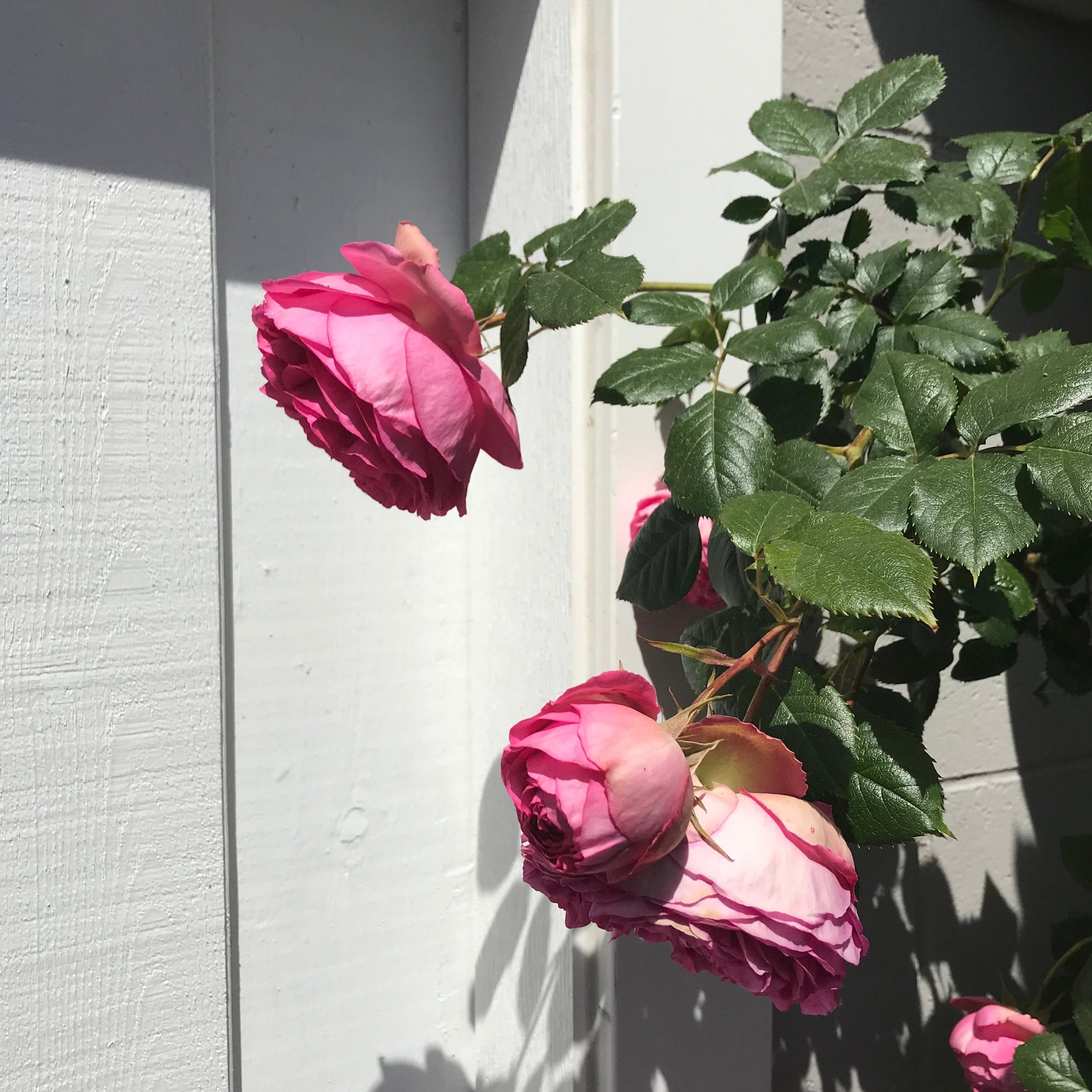 Pretty in Pink Eden Climbing Rose