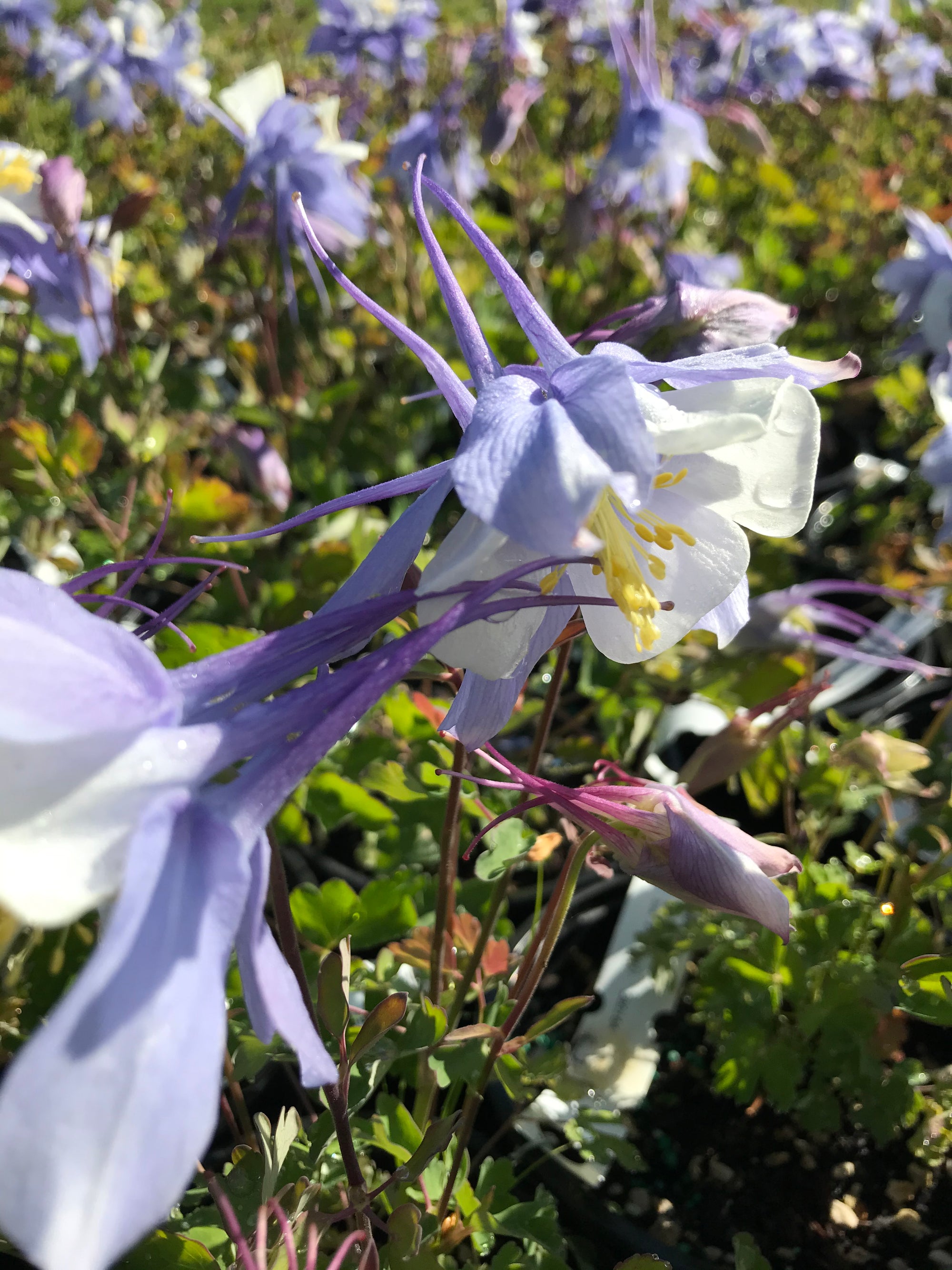 Songbird 'Blue Bird' Columbine