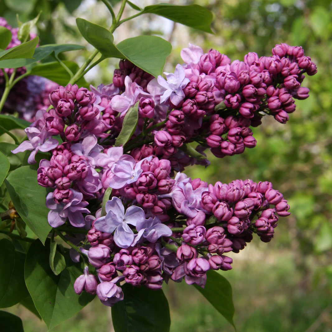 Katherine Havemeyer Lilac