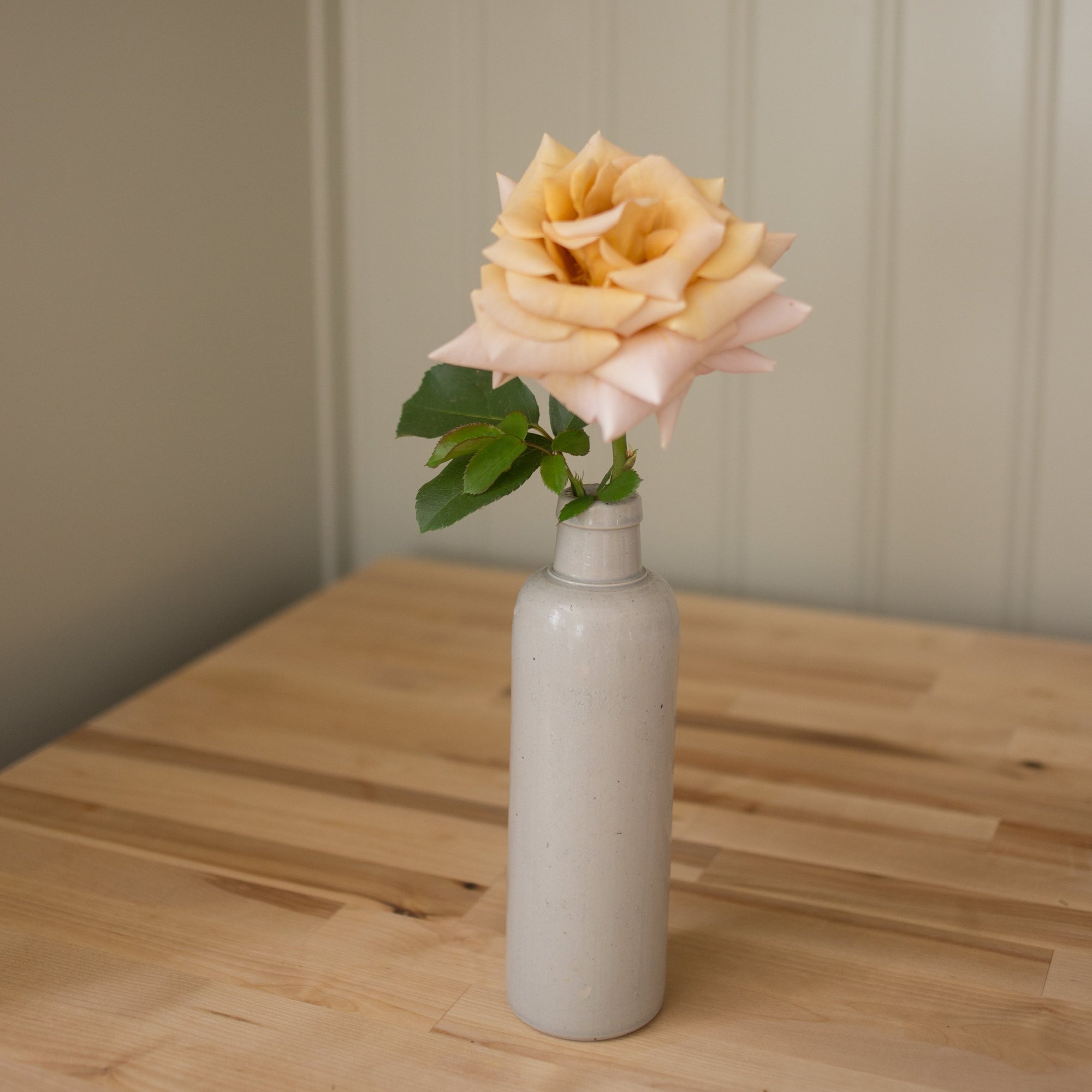 'Honey Dijon' Rose (Bare Root)