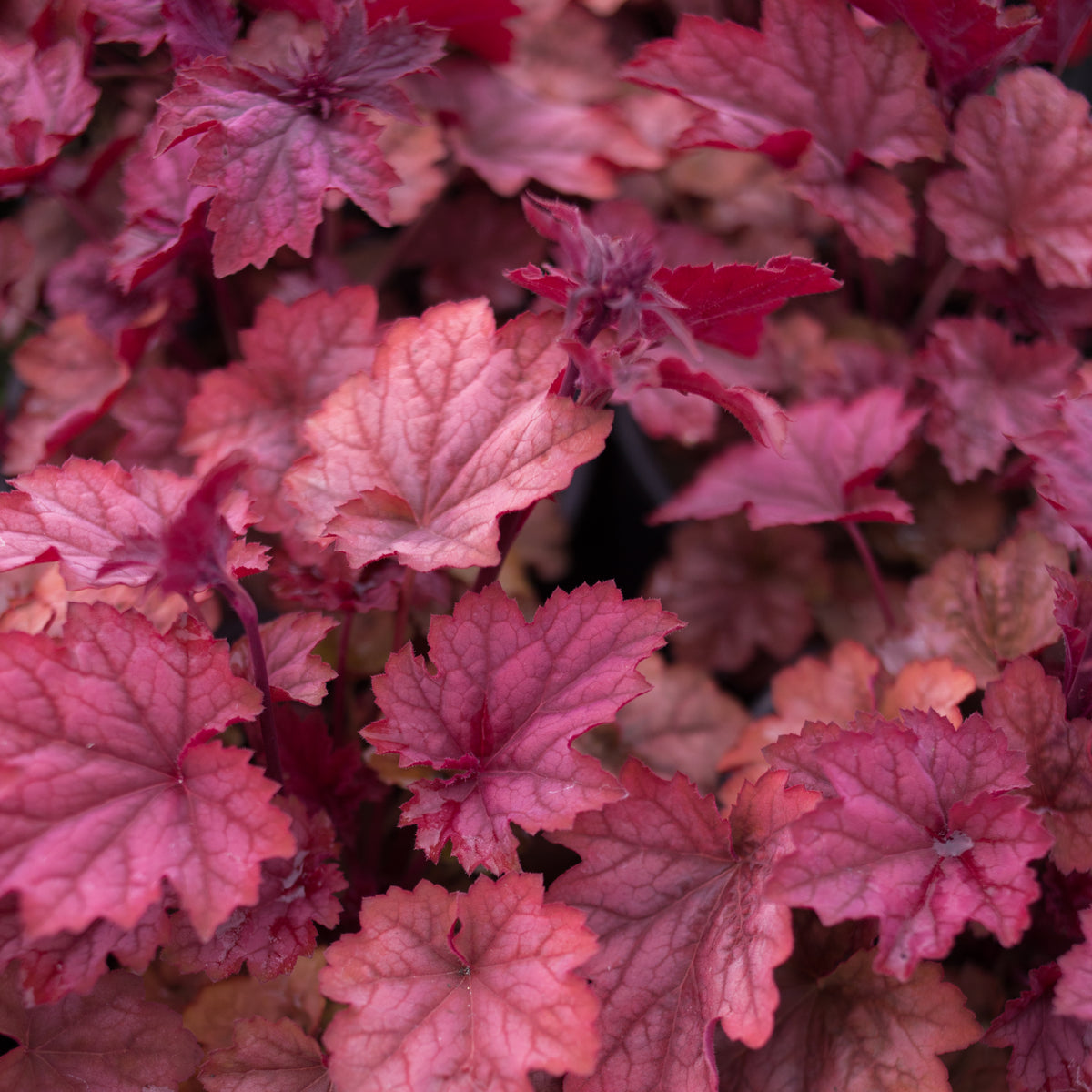 Heuchera &#39;Carnival Watermelon&#39; 