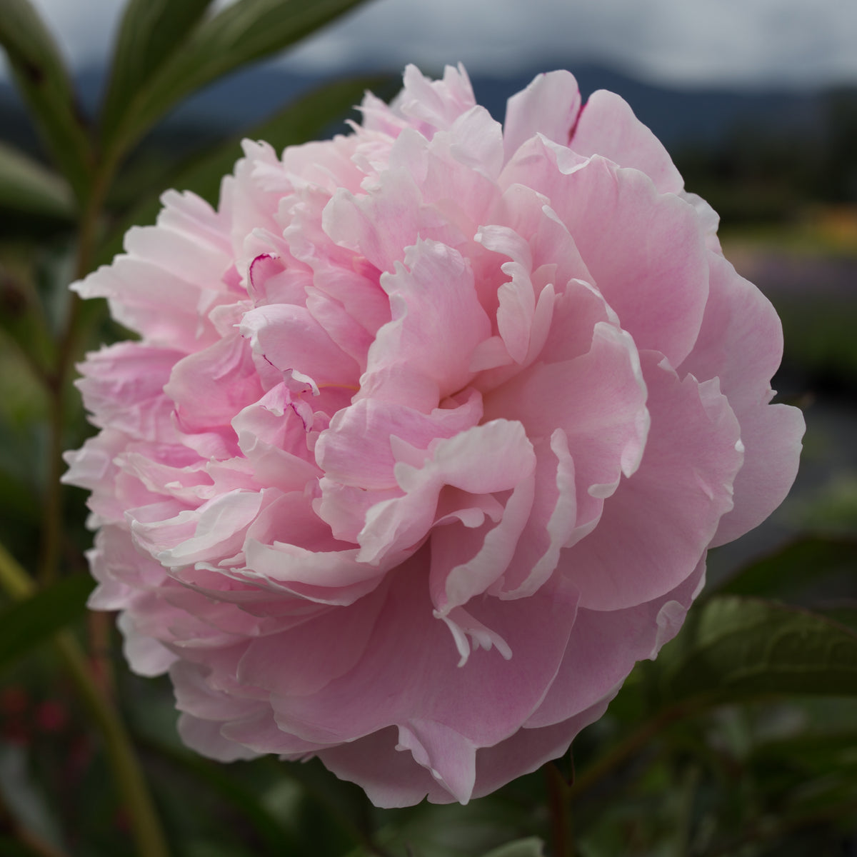 Double Pink Peony