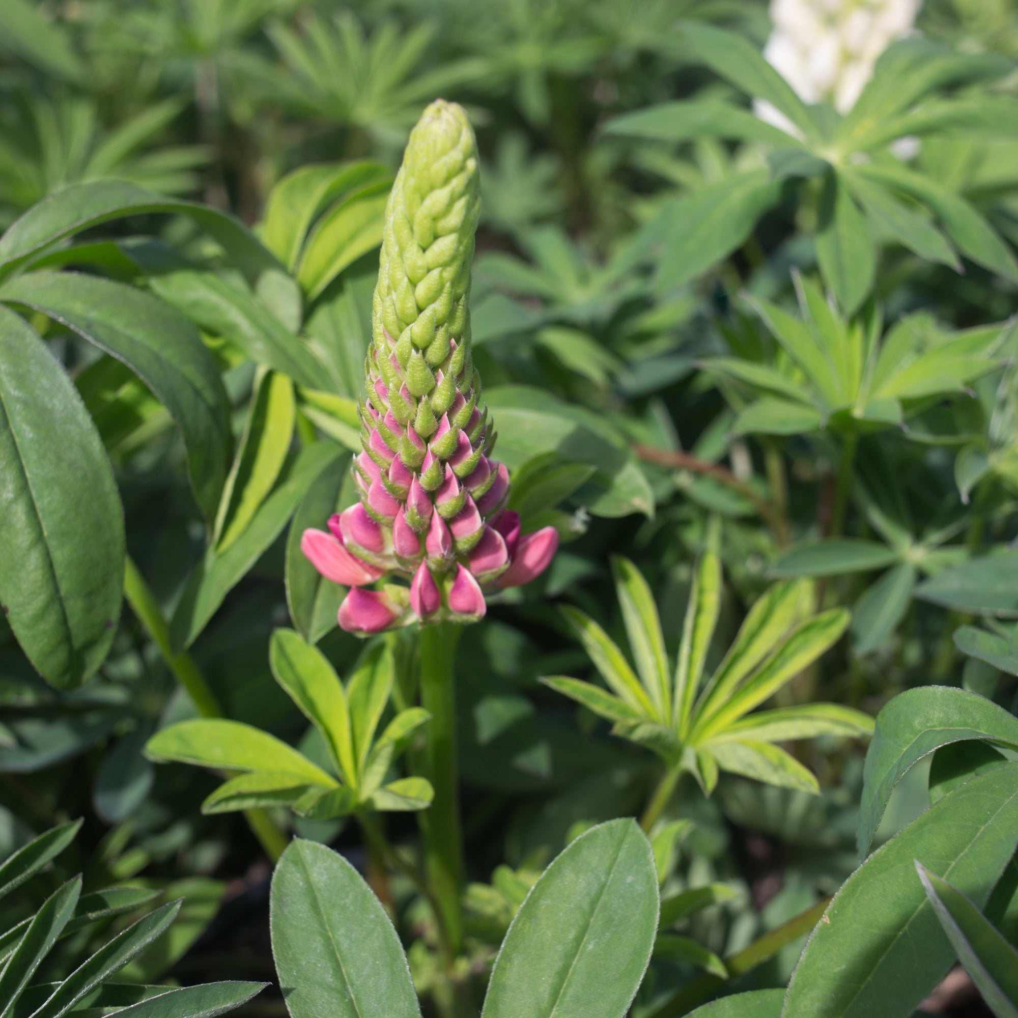 Lupine Popsicle Mix