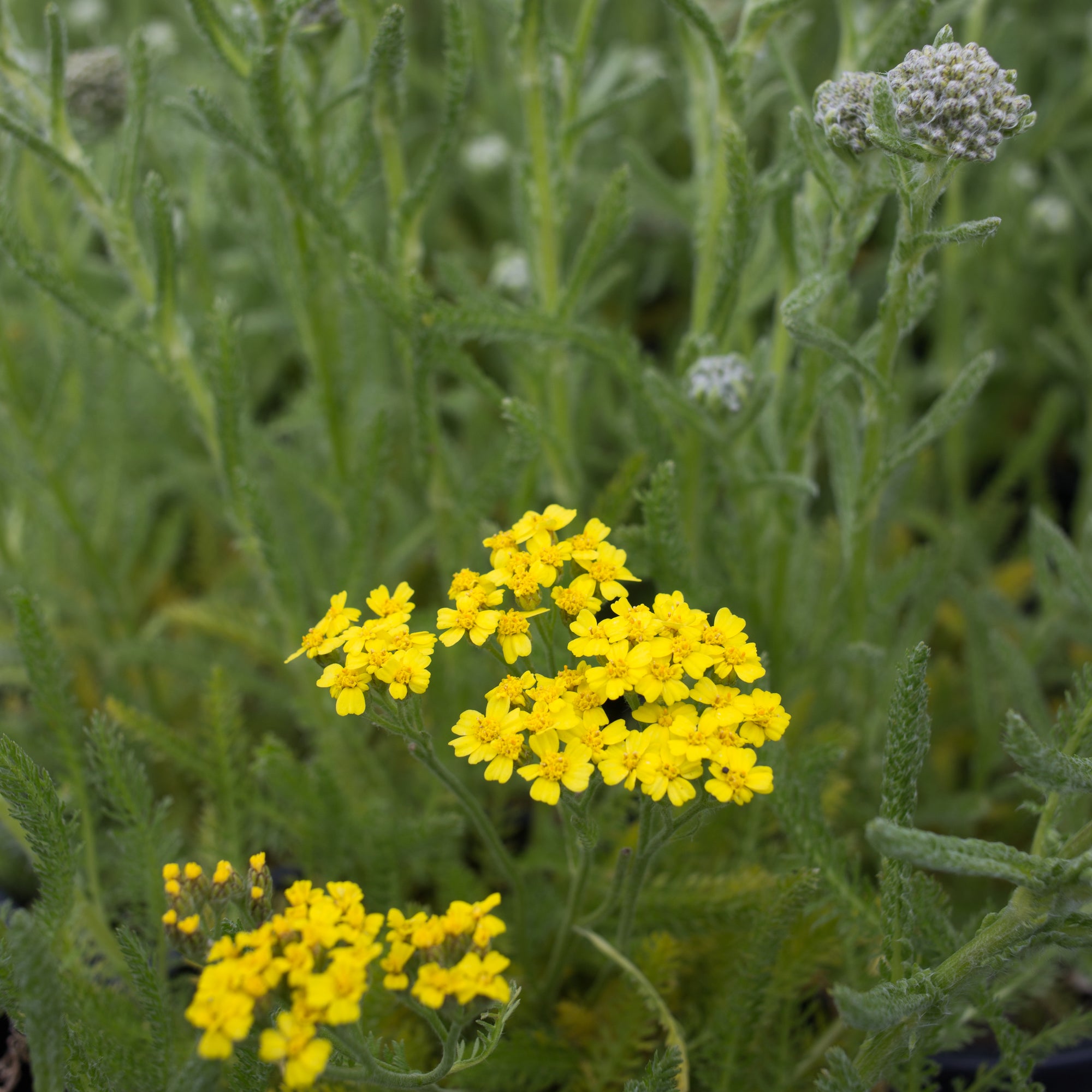 Desert Eve™ Yellow Yarrow