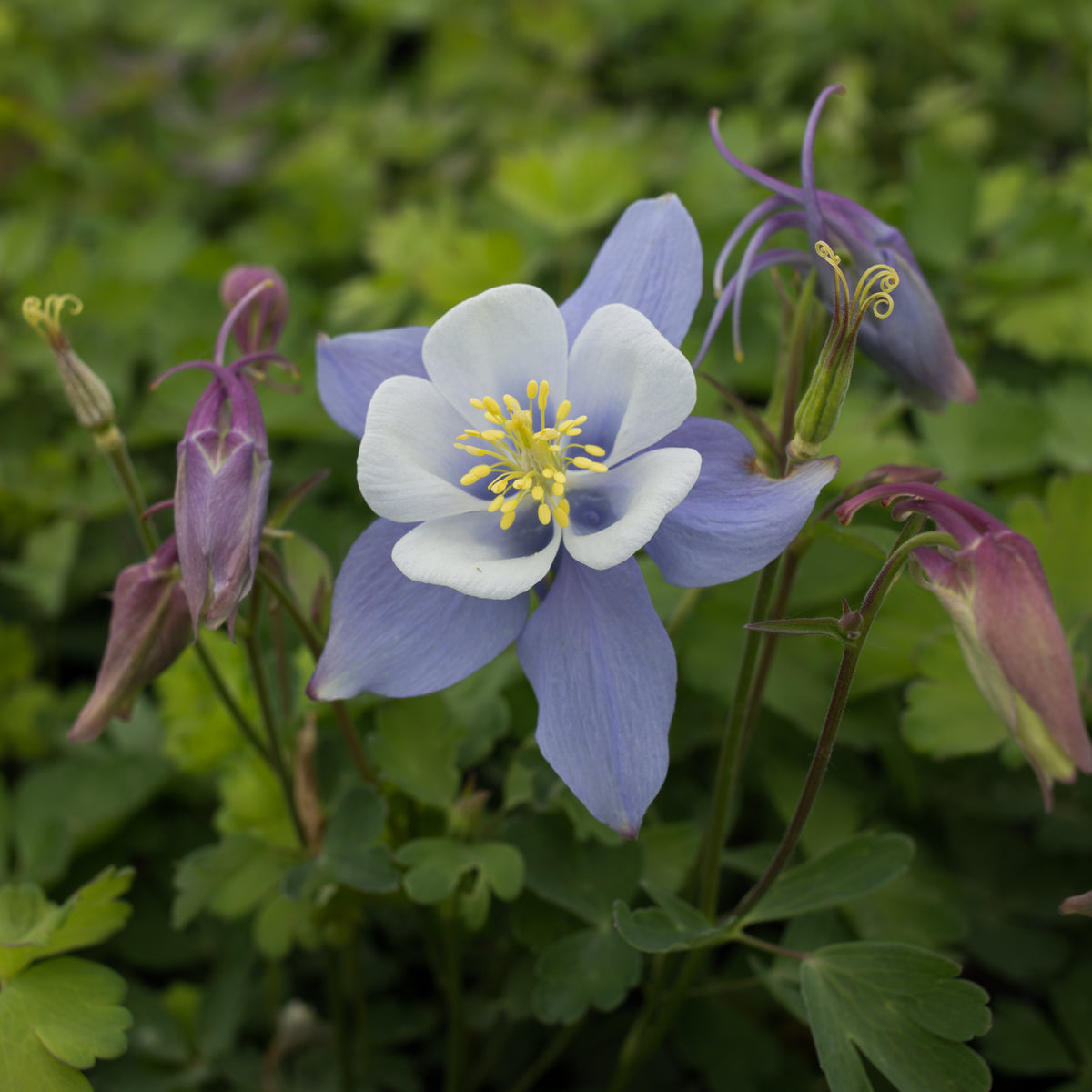 Songbird &#39;Blue Bird&#39; Columbine